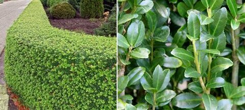 Cesmína vrúbkovaná Luxus Hedge (ideální živý plot) 20/25 cm, v květináči Ilex crenata Green Glory